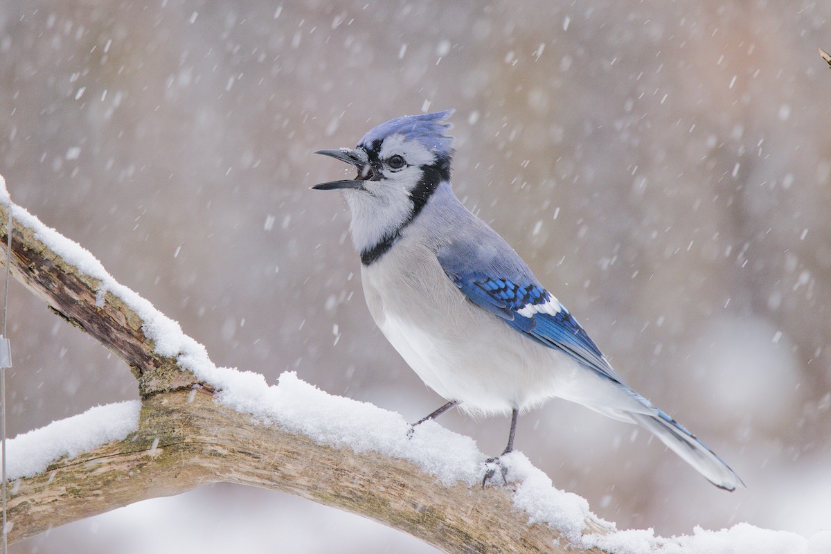 Blue Jay - ML646797958