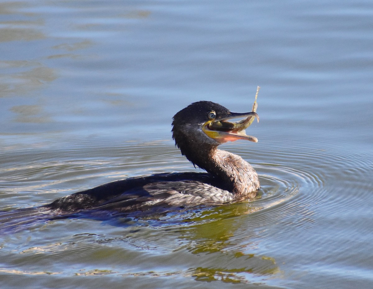 Neotropic Cormorant - ML646797959