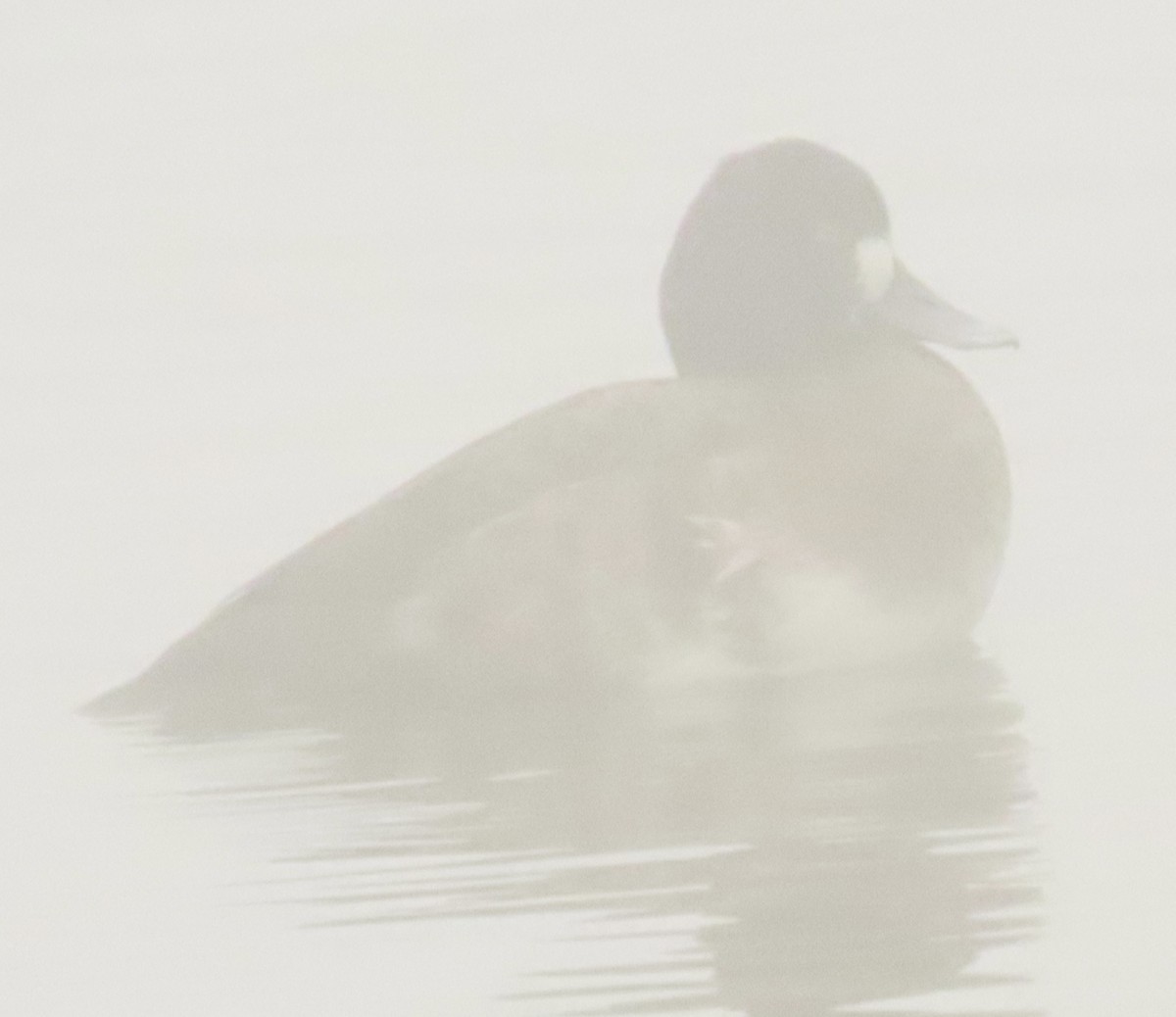 Lesser Scaup - ML646797960