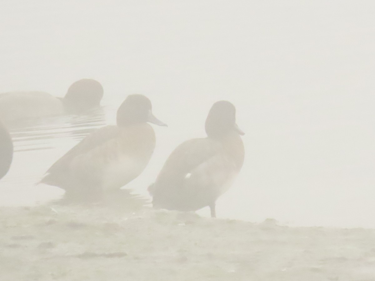 Lesser Scaup - ML646797961