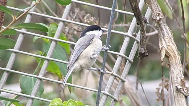 Carolina Chickadee - ML646797976