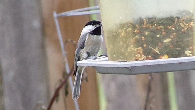 Carolina Chickadee - ML646797977