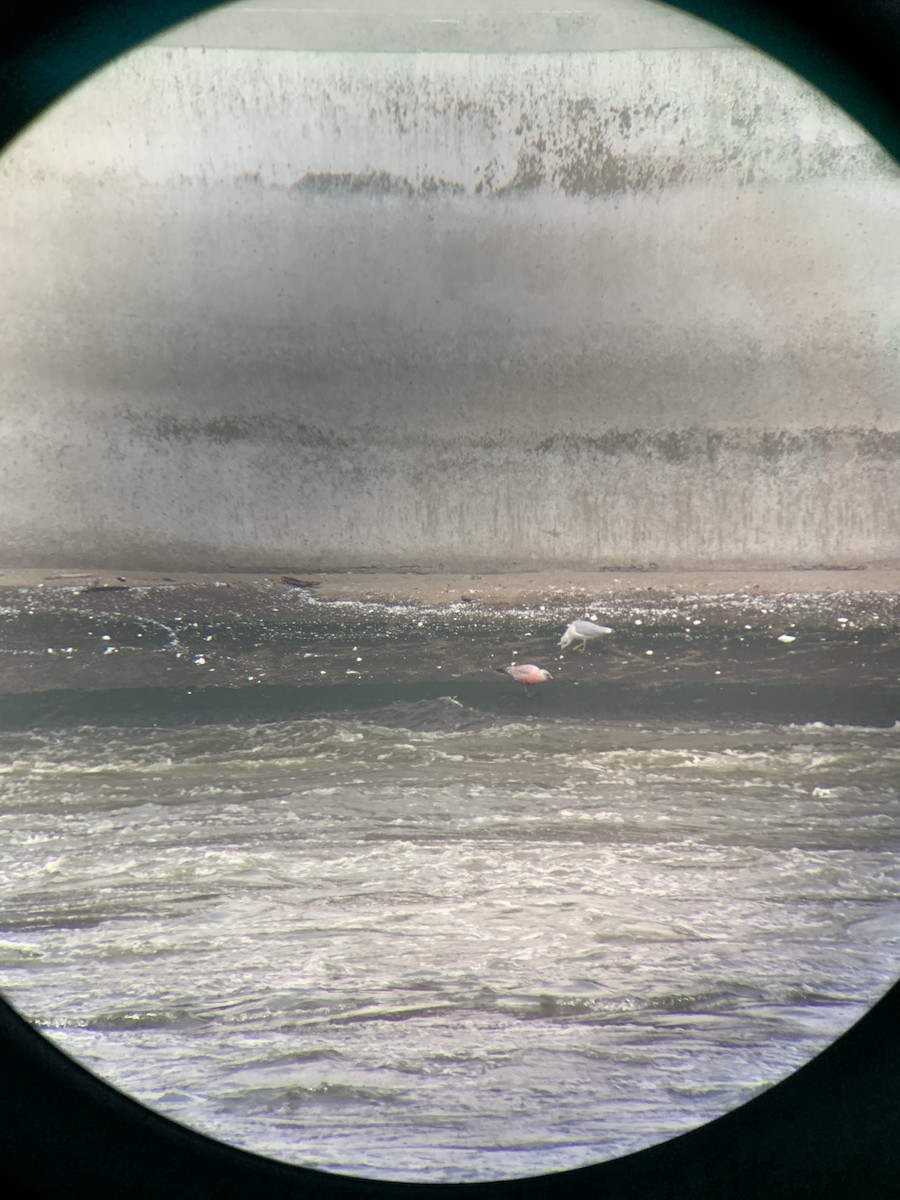 Ring-billed Gull - ML646797984