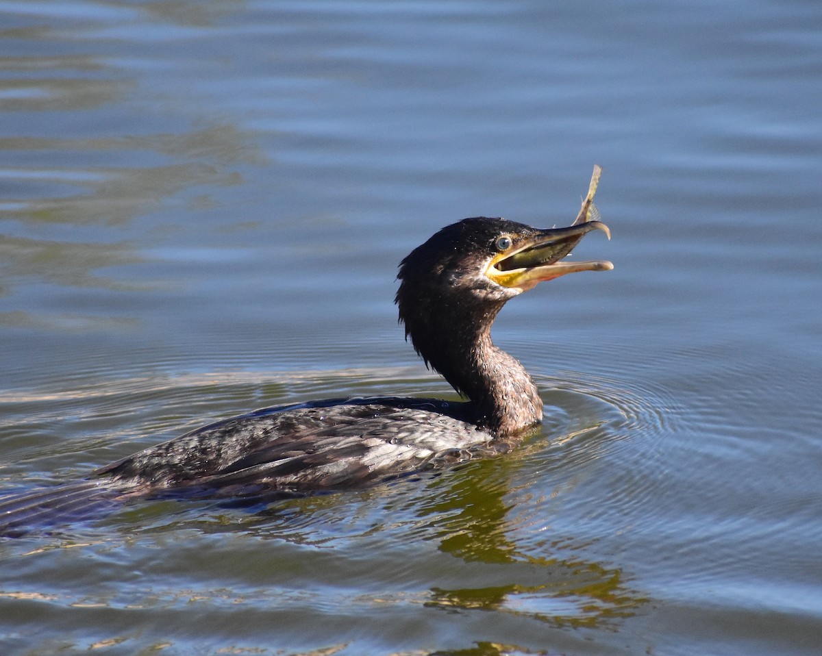 Neotropic Cormorant - ML646797985