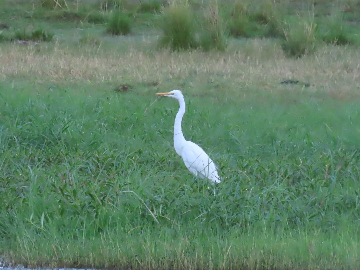 Большая белая цапля - ML646797986