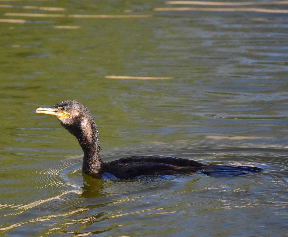 Neotropic Cormorant - ML646797990