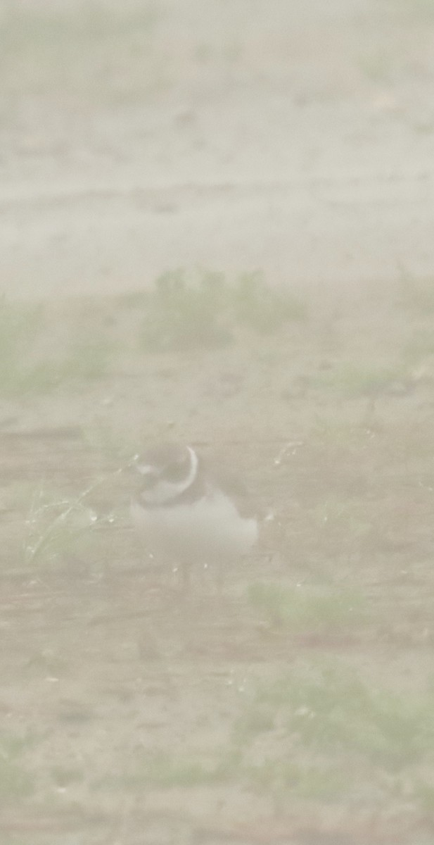 Semipalmated Plover - ML646797991