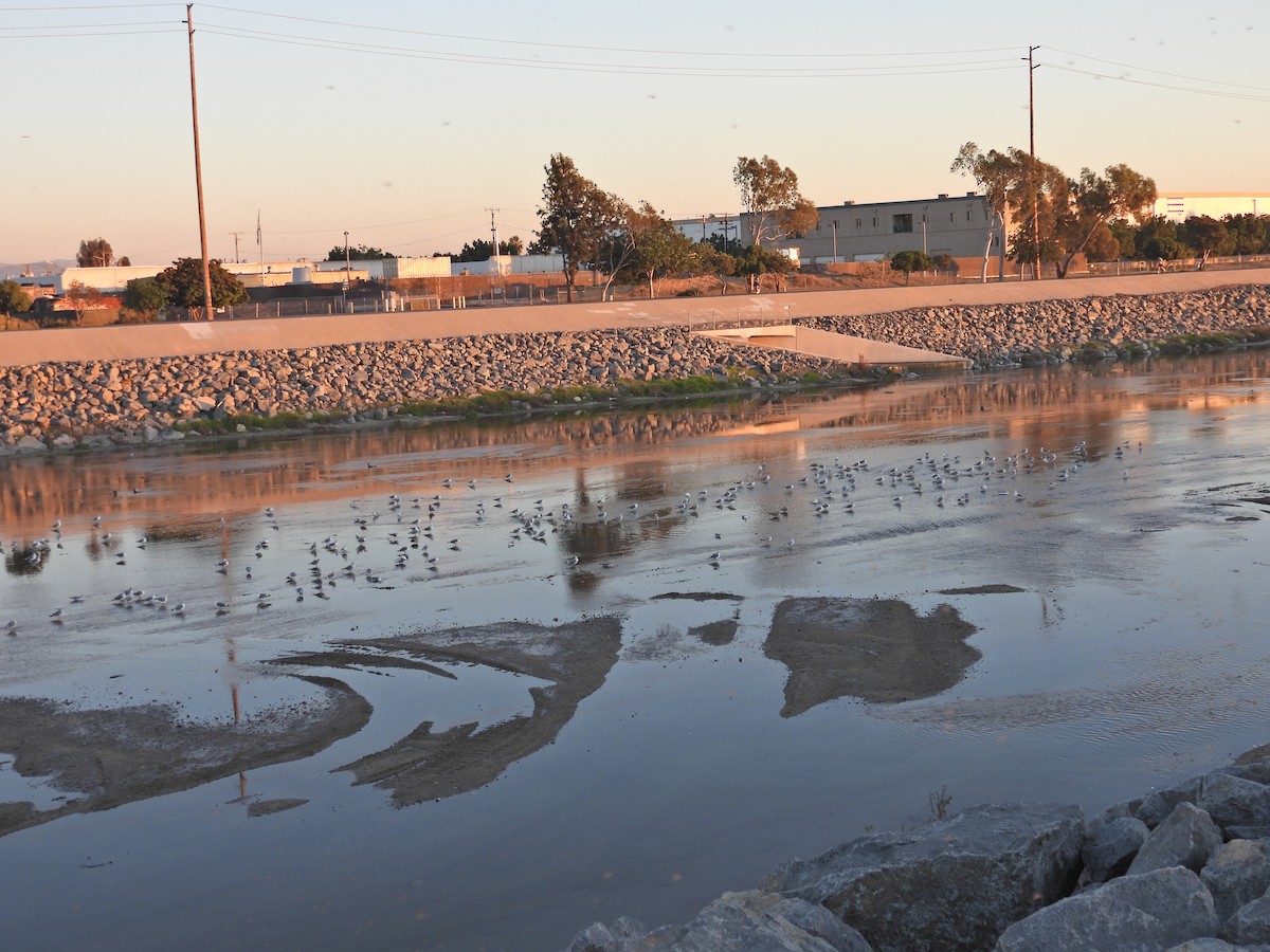 California Gull - ML646797994