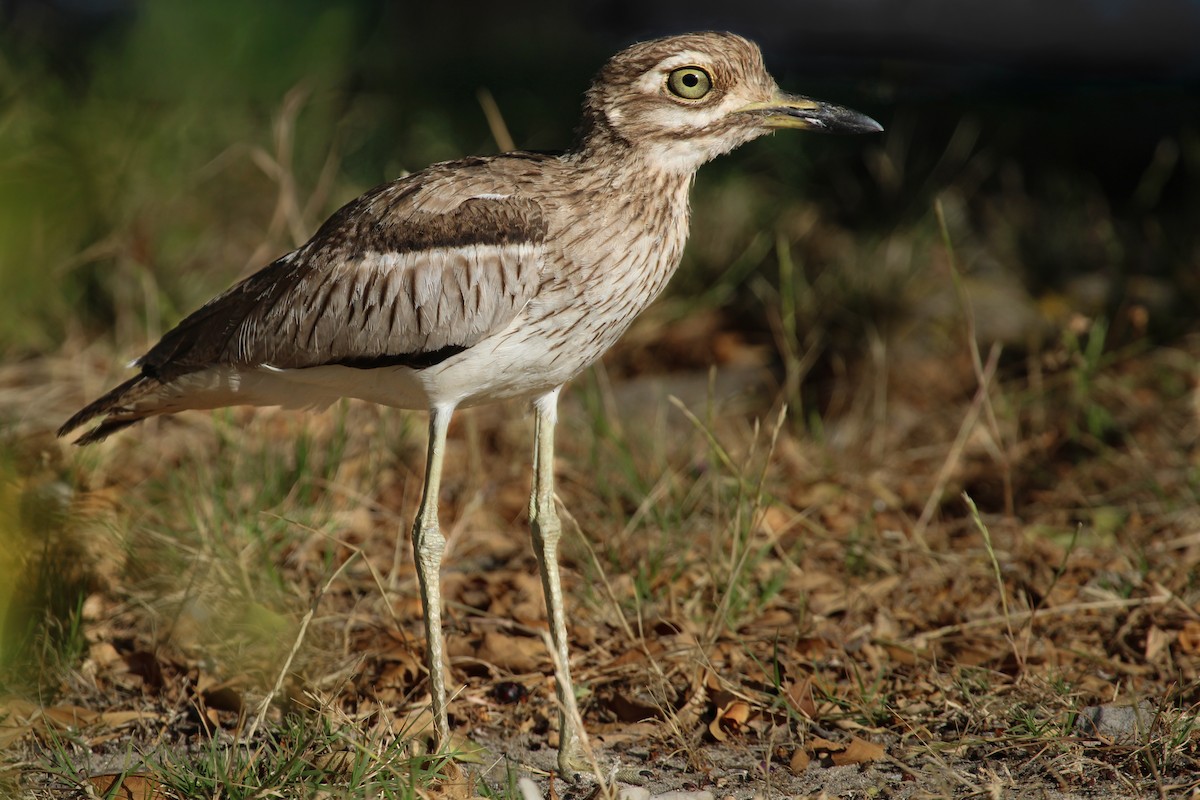 Водяная авдотка - ML646797996