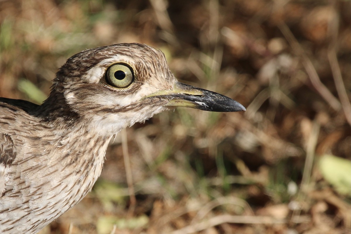 Водяная авдотка - ML646797997