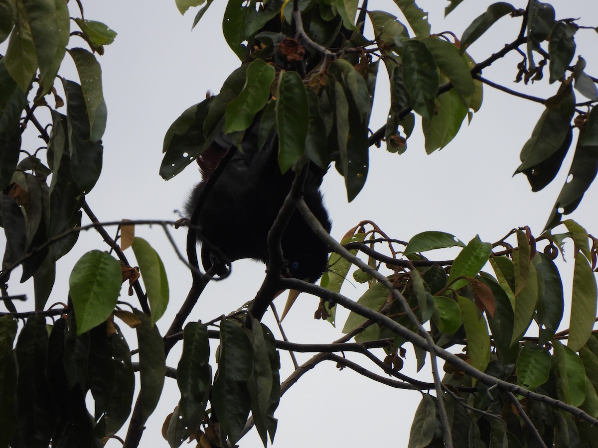 Cacique Crestado - ML646797998