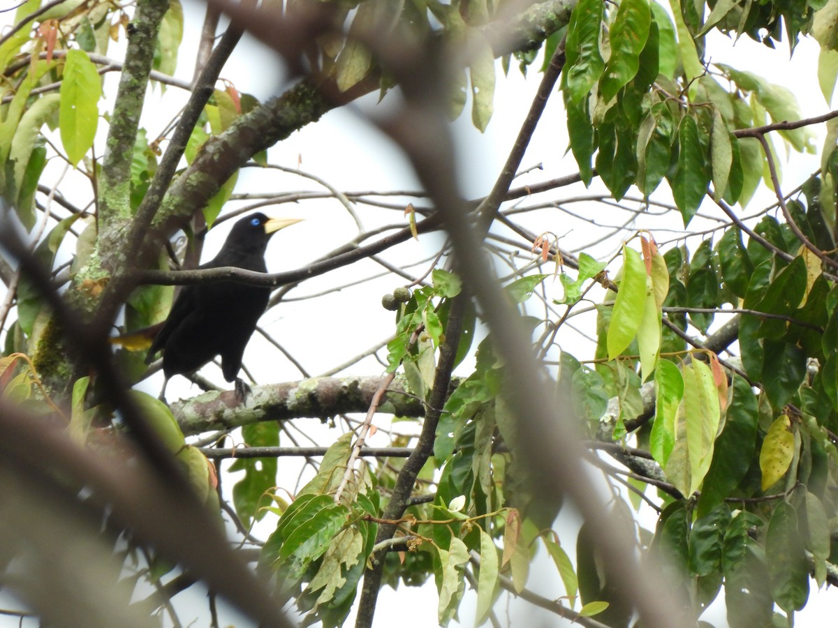 Cacique Crestado - ML646797999