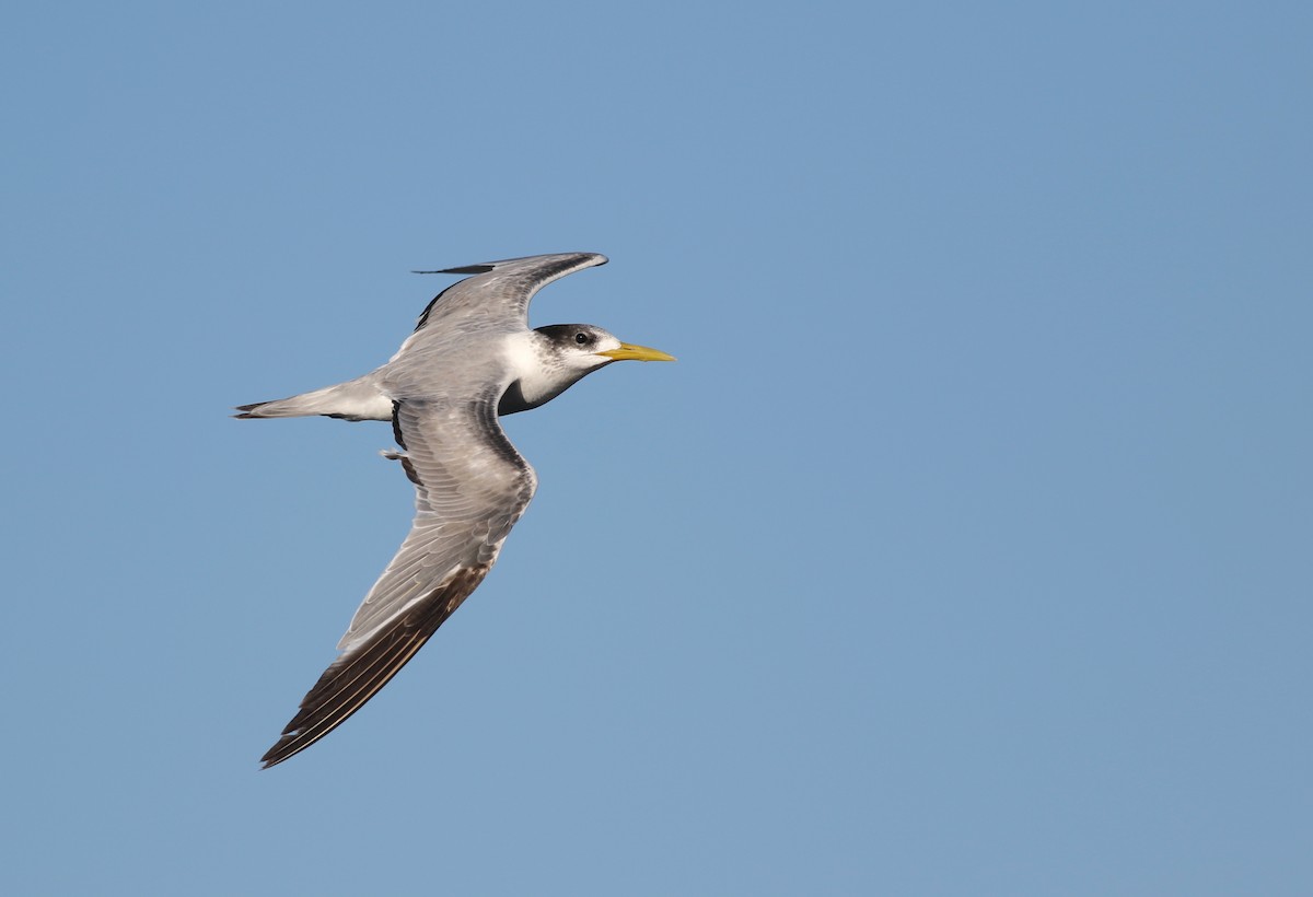 Great Crested Tern - ML646798000