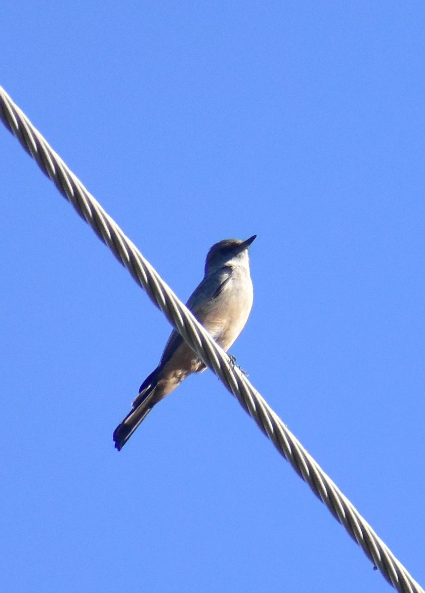 Say's Phoebe - ML646798001