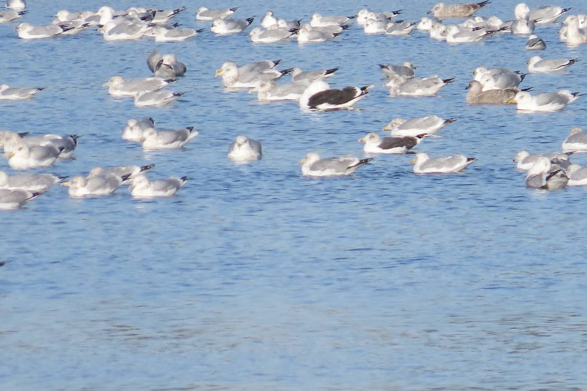 ニシセグロカモメ - ML646798002