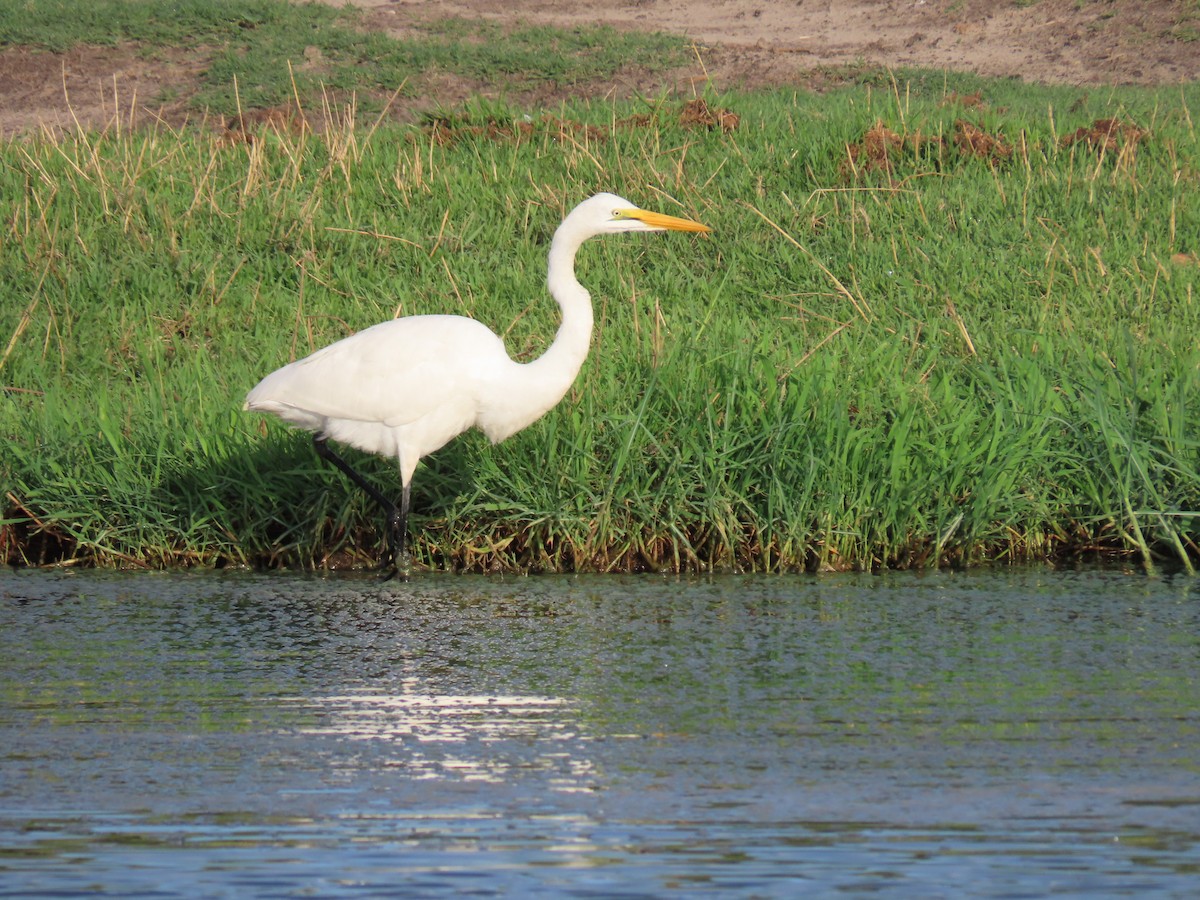 Большая белая цапля - ML646798007