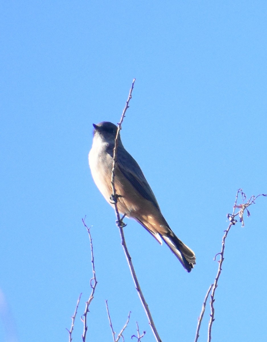 Say's Phoebe - ML646798008