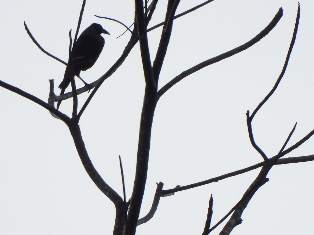 Tordo Gigante - ML646798014