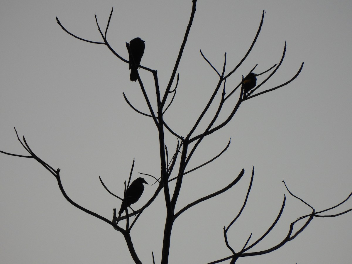 Tordo Gigante - ML646798016