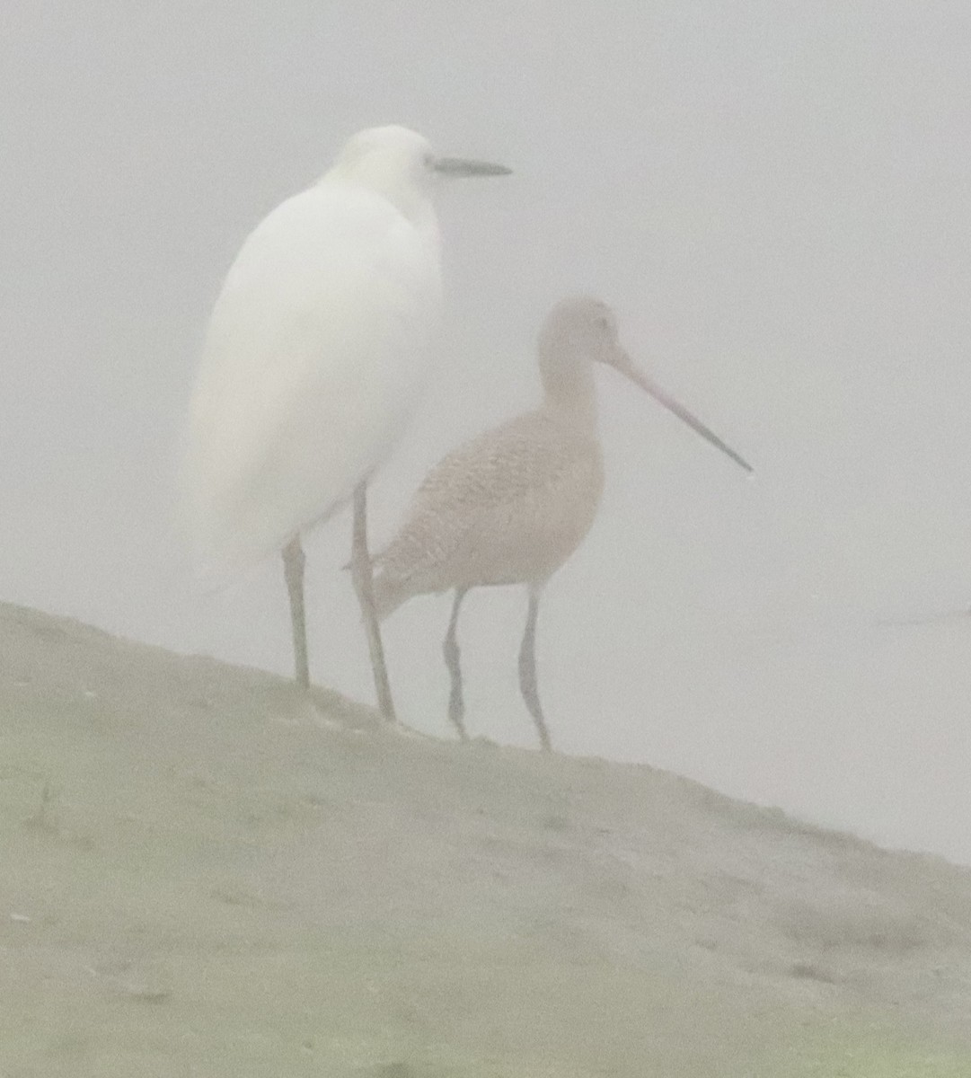 Marbled Godwit - ML646798022