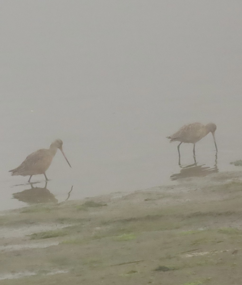 Marbled Godwit - ML646798023