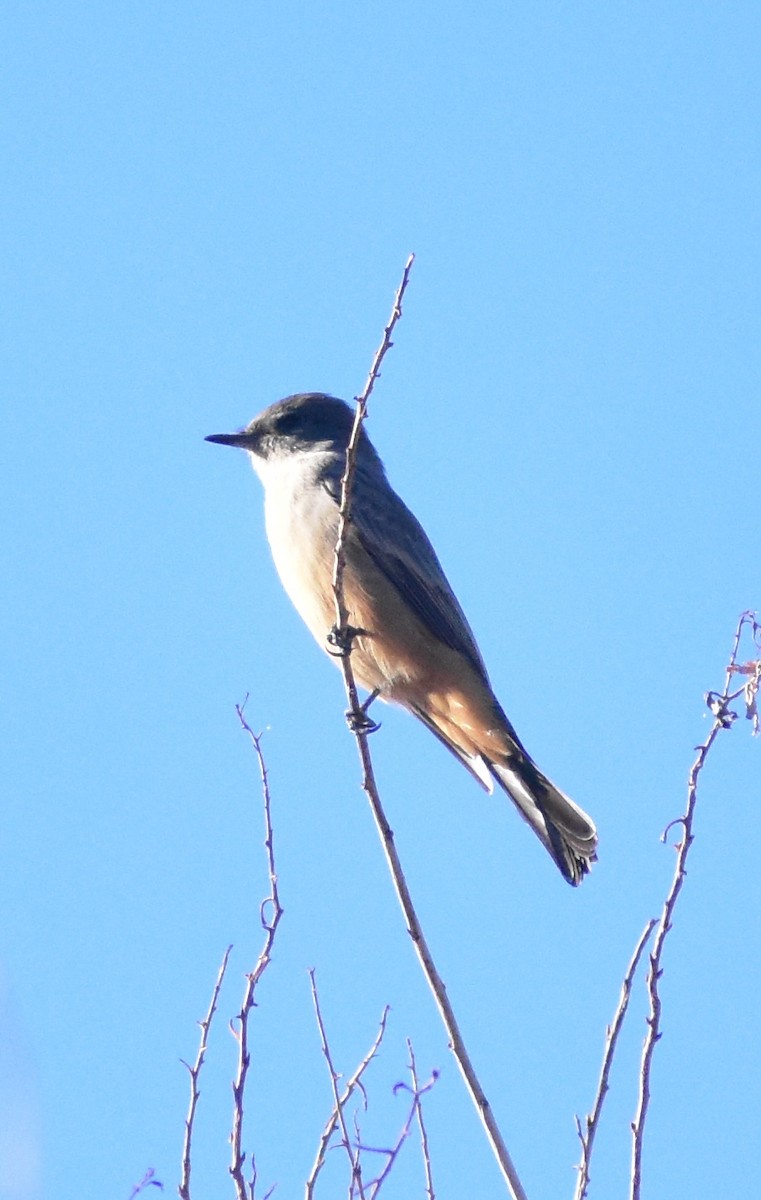 Say's Phoebe - ML646798024
