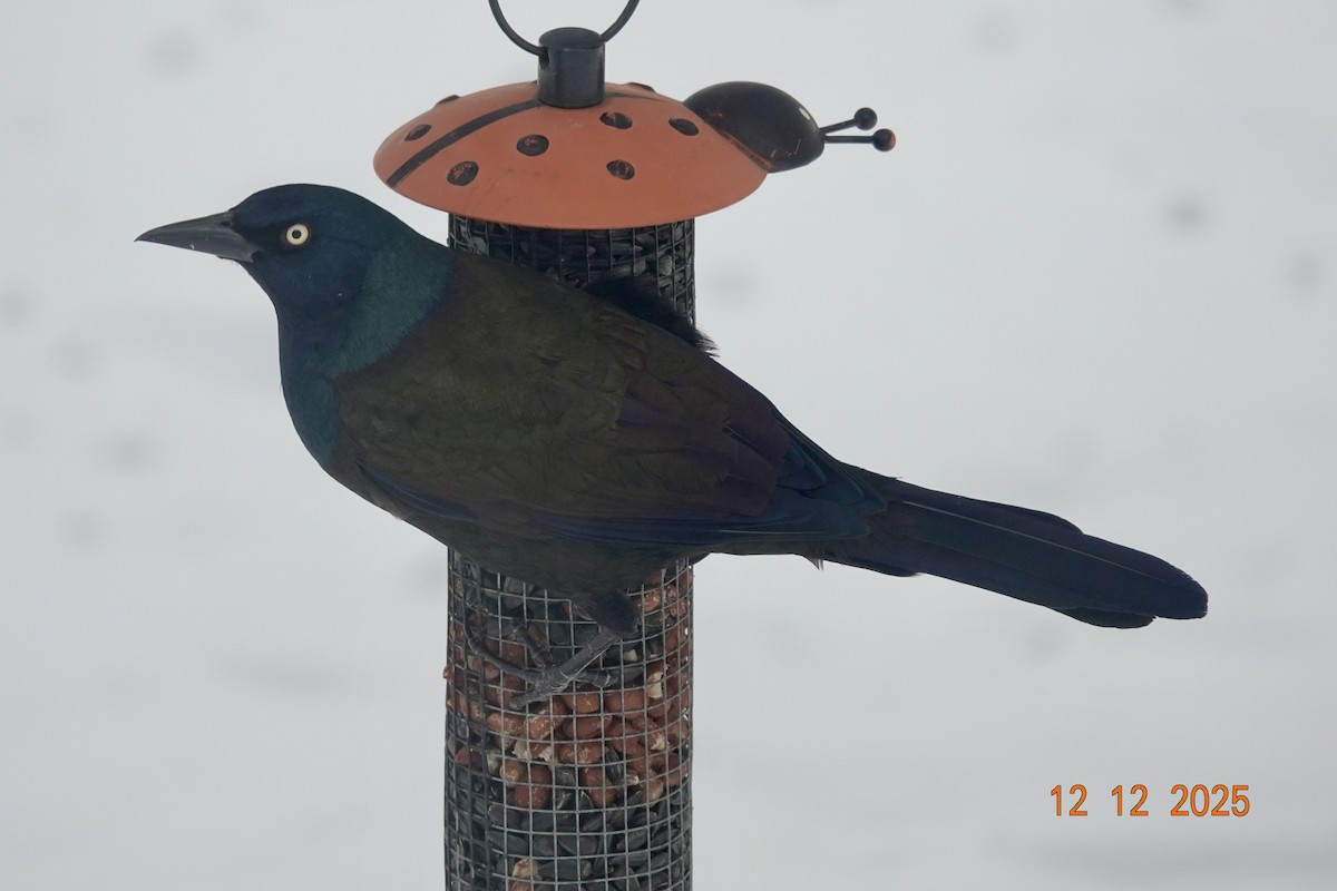 Common Grackle - ML646798026