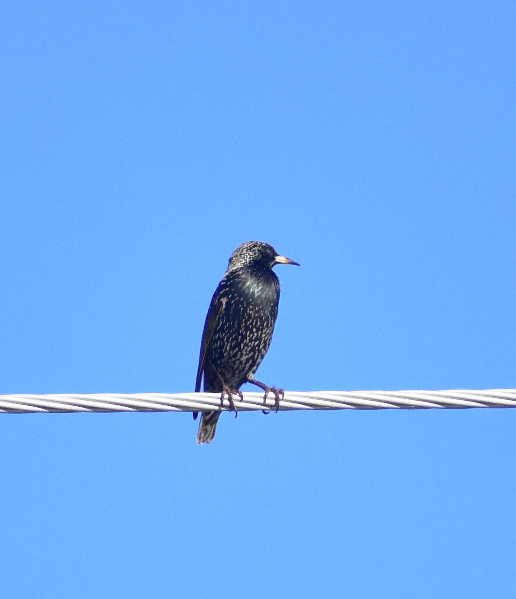 European Starling - ML646798028