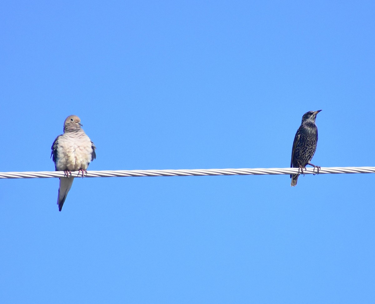 European Starling - ML646798030