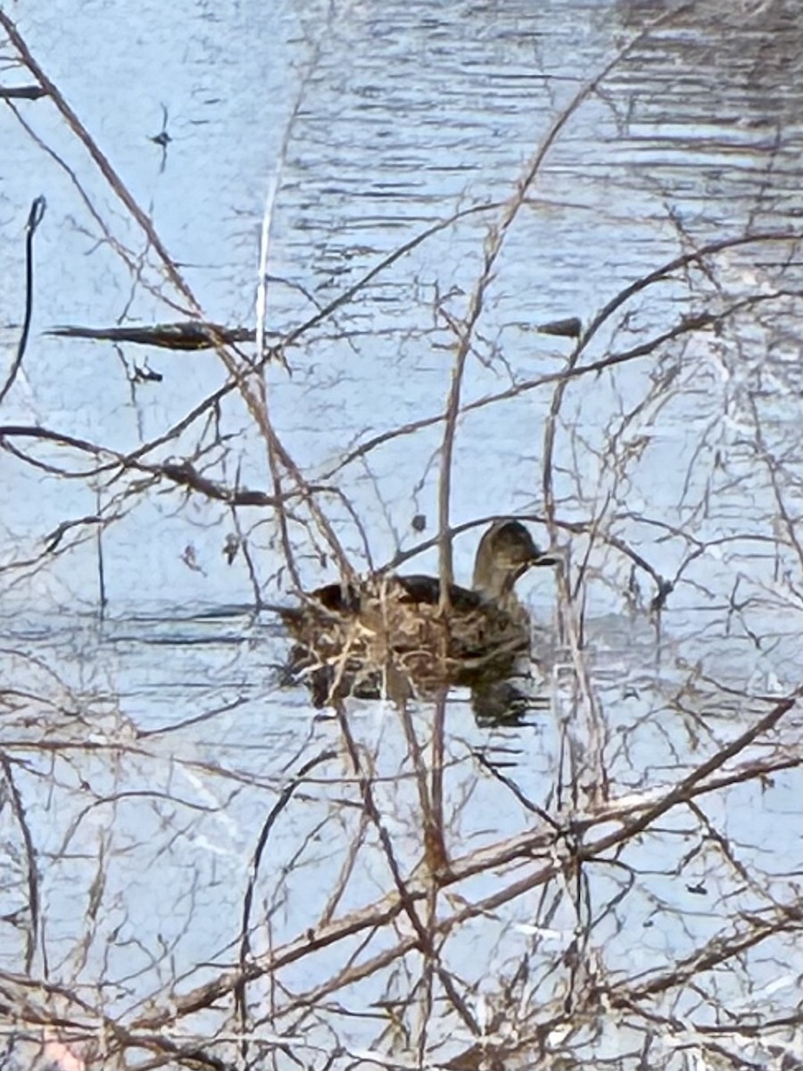 アメリカヒドリ - ML646798031