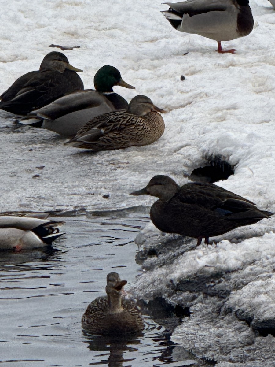American Black Duck - ML646798032