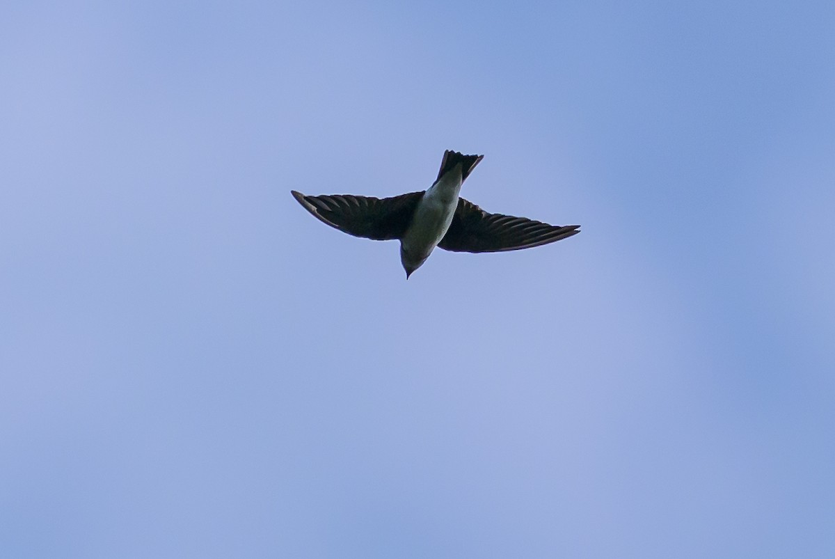 Gri Göğüslü Kırlangıç - ML646798033