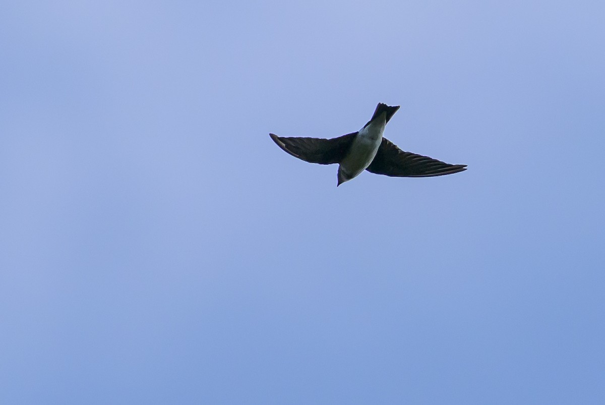 Gri Göğüslü Kırlangıç - ML646798034