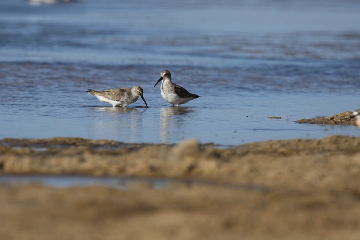 Краснозобик - ML646798035