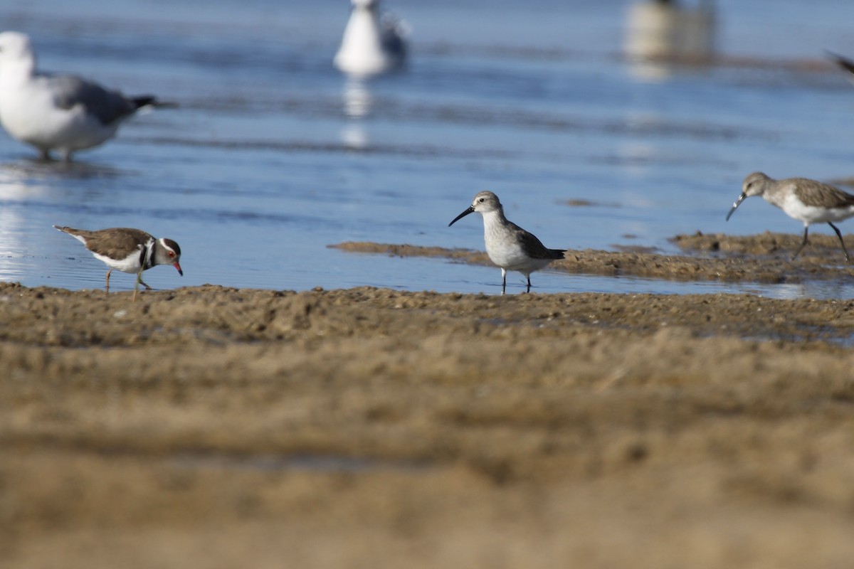 Краснозобик - ML646798036