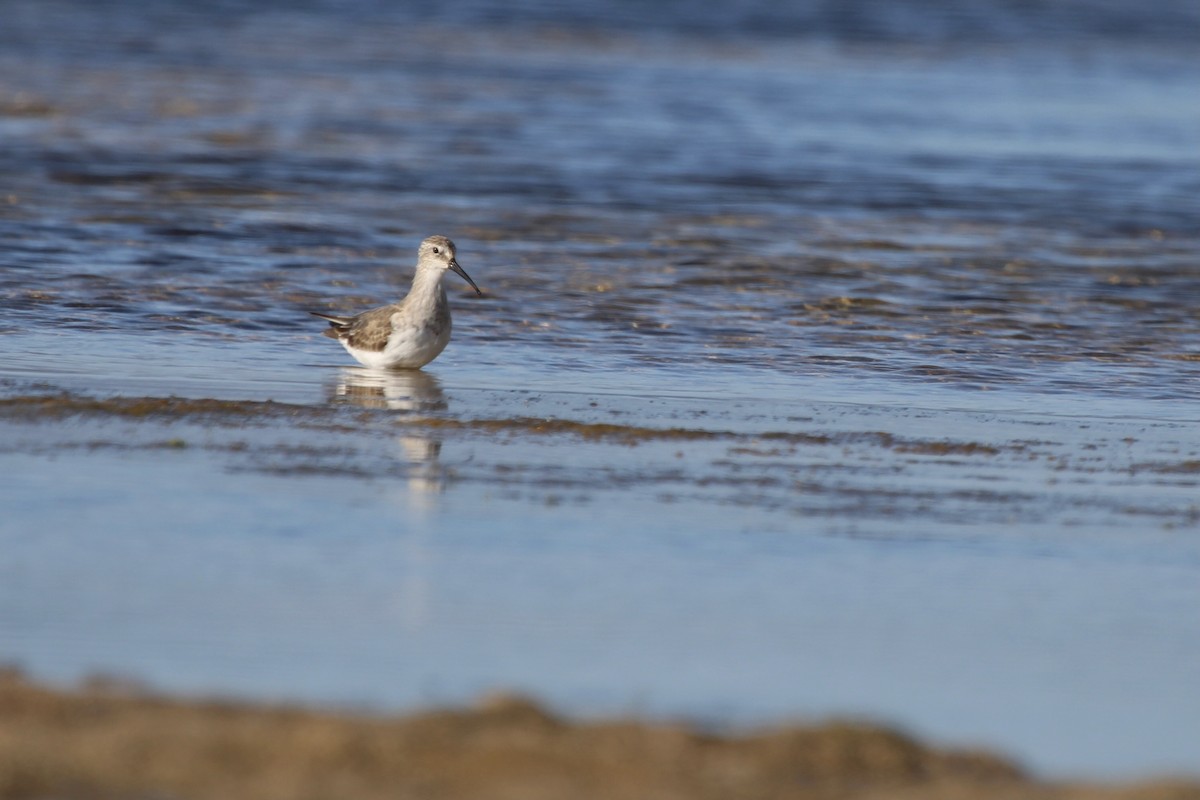 Краснозобик - ML646798037