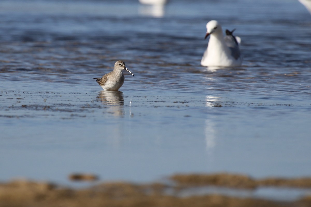 Краснозобик - ML646798038