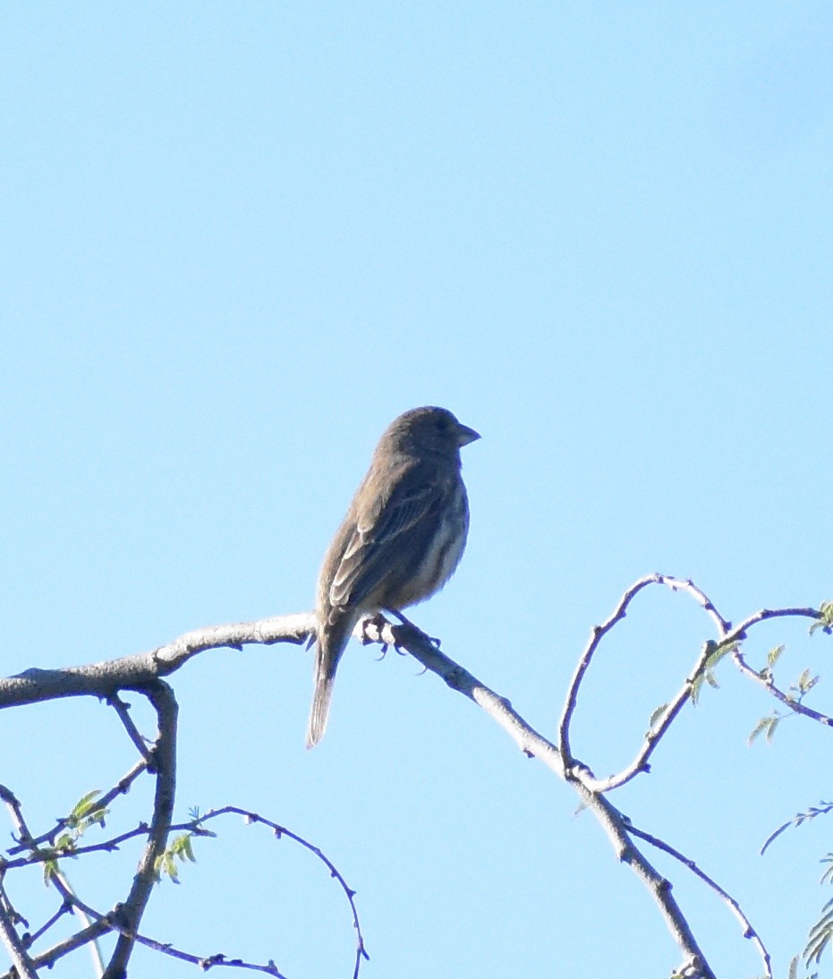 House Finch - ML646798039