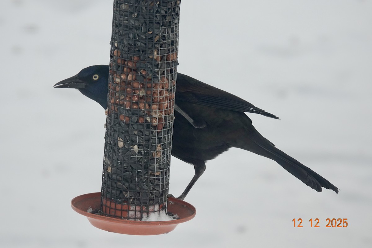 Common Grackle - ML646798040
