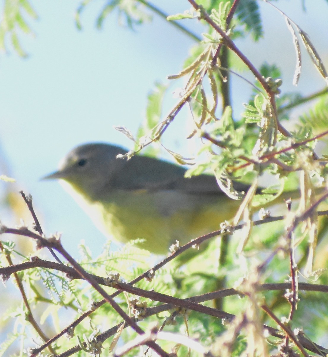 Orange-crowned Warbler - ML646798043