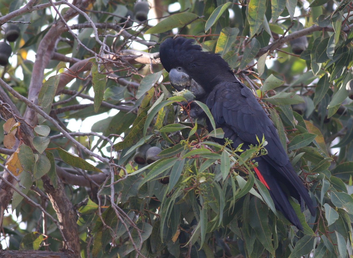 Red-tailed Black-Cockatoo - ML646798046