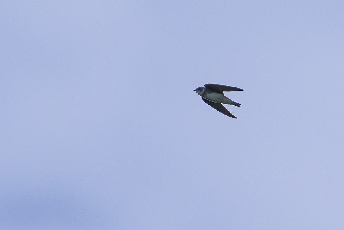 灰沙燕 - ML646798054