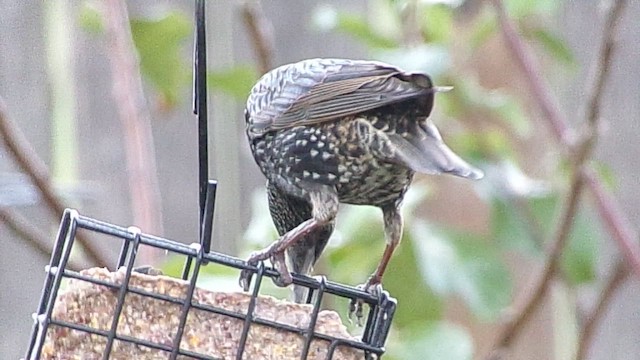 זרזיר מצוי - ML646798071