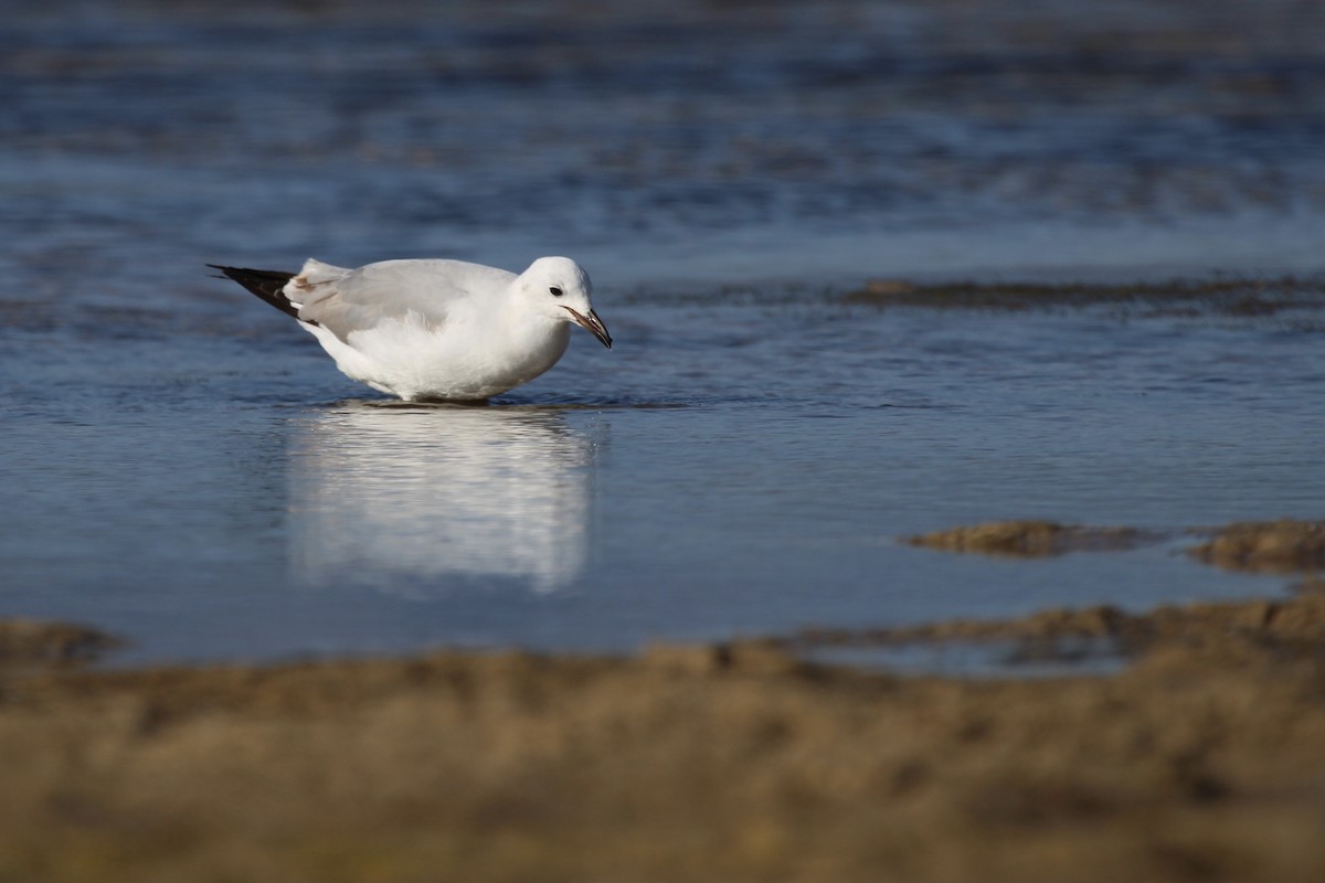 Капская чайка - ML646798074