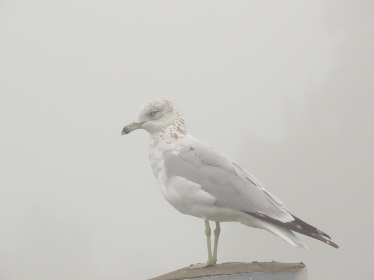 Ring-billed Gull - ML646798075