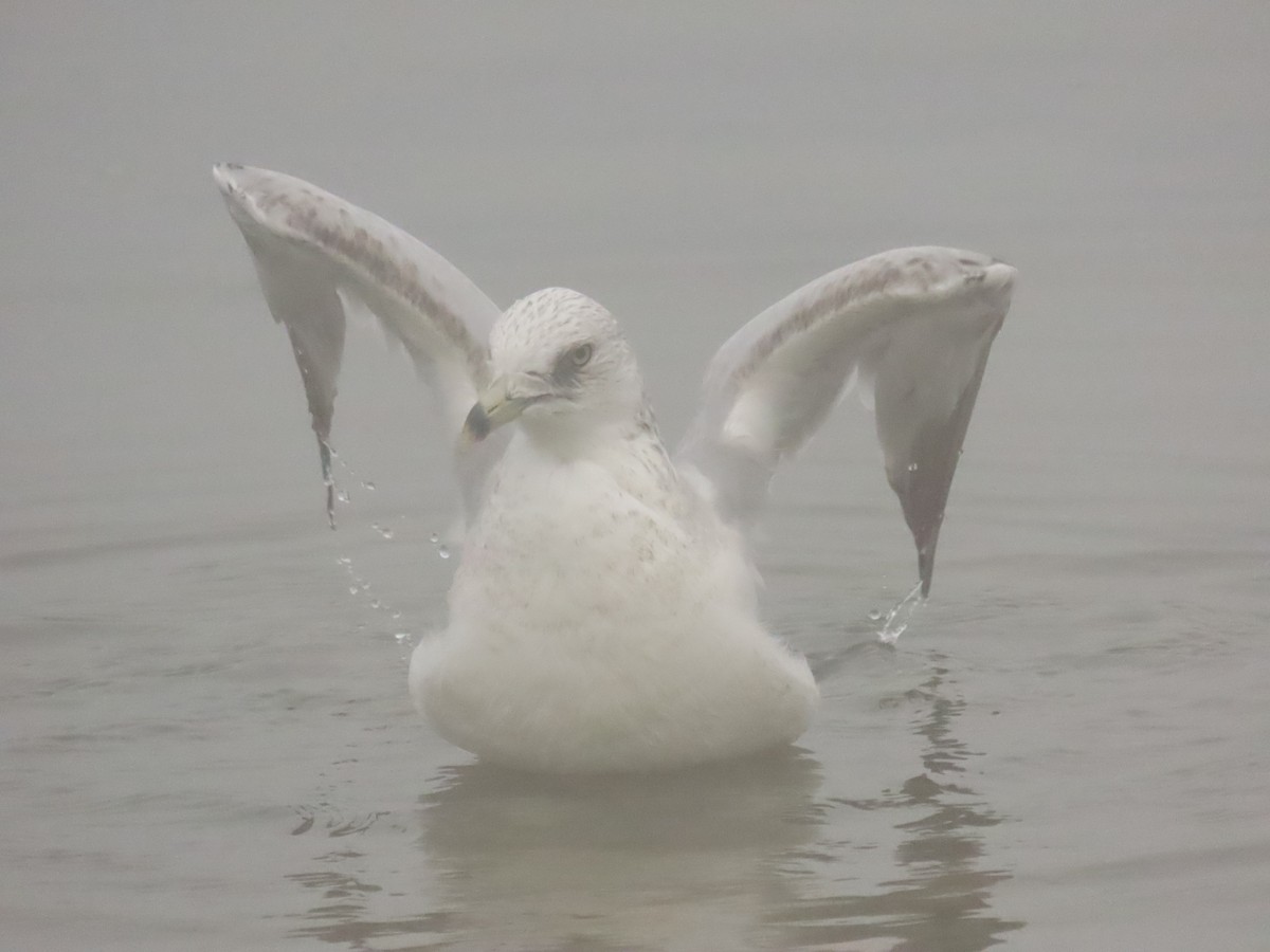 Ring-billed Gull - ML646798076