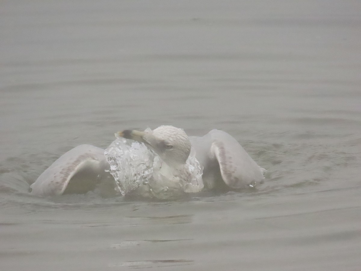 Ring-billed Gull - ML646798077