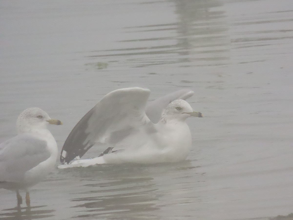 Ring-billed Gull - ML646798078