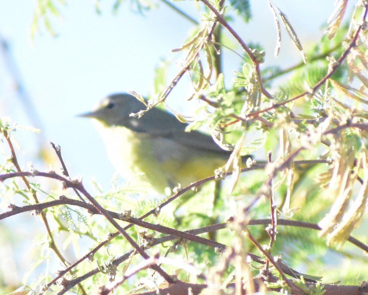 Orange-crowned Warbler - ML646798079