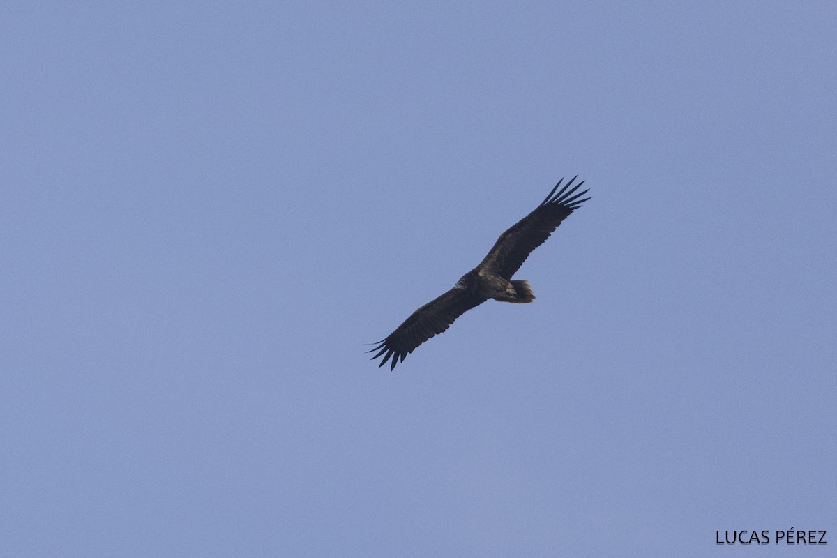 Sai zuria - ML646798082